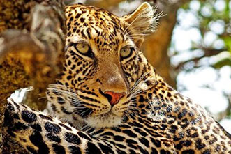 Safaris Kenia Tanzania en 2024 con Viajes Viatamundo