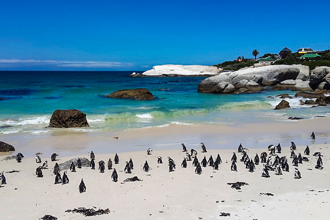 viajes sudafrica ciudad cabo pinguinos