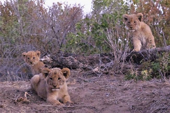 viajes sudafrica kruger parque nacional leones