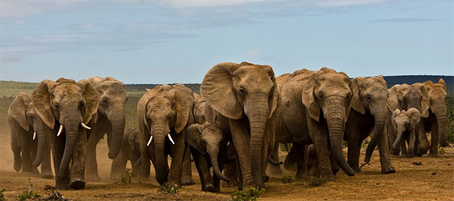 viajes Sudafrica Addo elephant 1