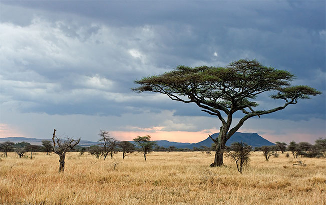 Viajes Kenia Tanzania y Zanzíbar Navidad y Fin de Año 2024