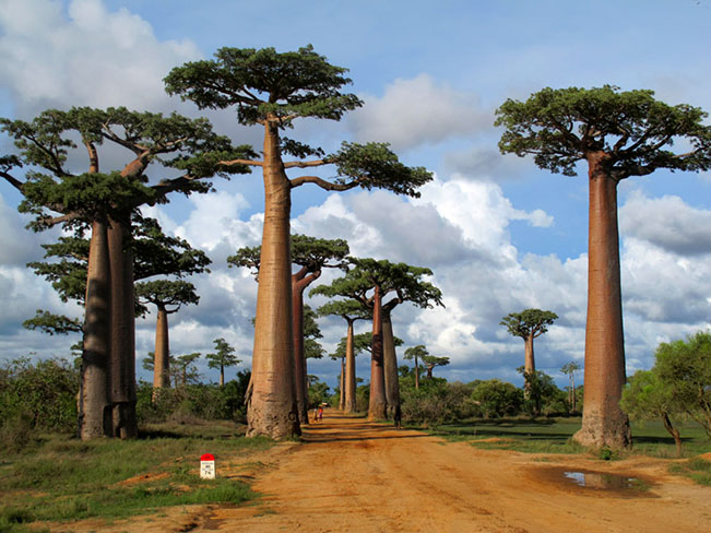 Viajes Madagascar 2024