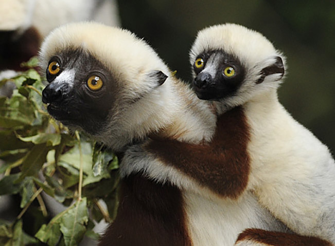 viajes madagascar zombitse lemur 1