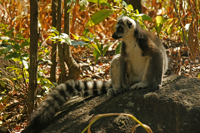 Viajes Madagascar 2024