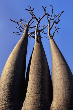 viajes madagascar baobabs 3
