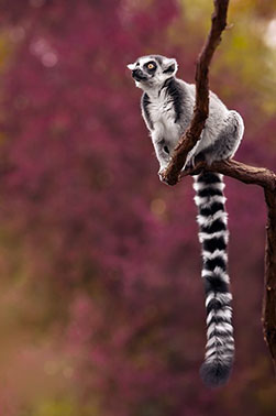 viajes madagascar lemur 1