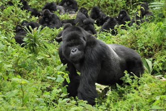Viaje a Uganda Gorilas con Viajes Viatamundo