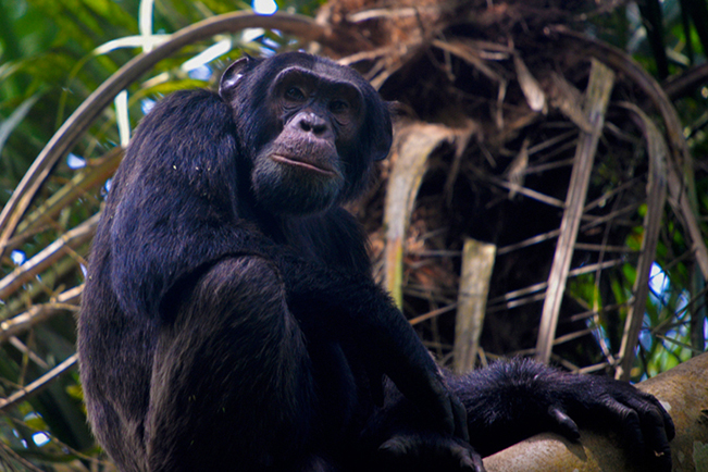 viajes uganda budongo chimpances 02