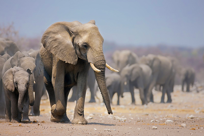 viajes uganda elefantes sabana africana