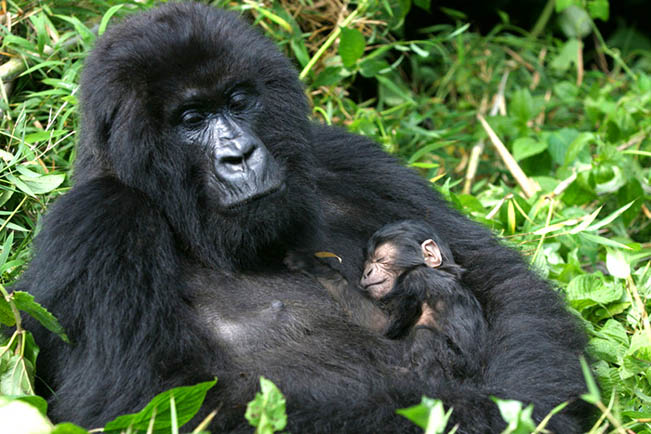 viajes uganda gorilas 1