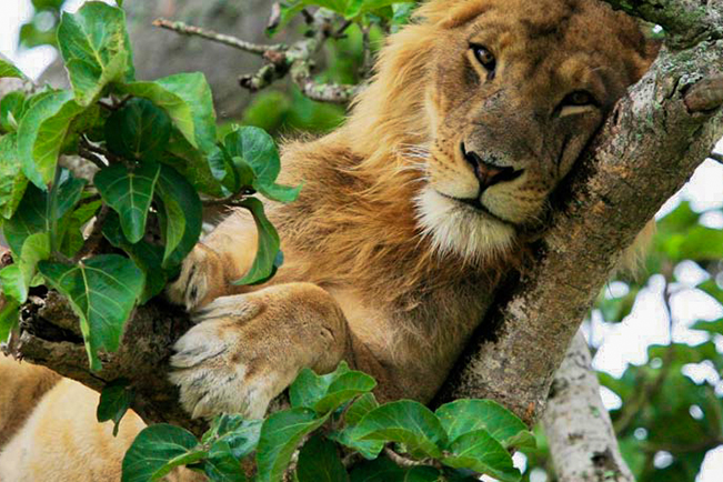 viajes uganda leones trepadores ishasha