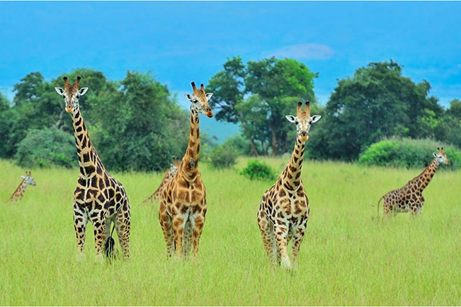 viajes uganda queen elizabeth jirafas