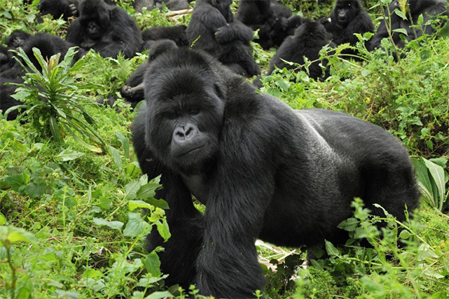 viajes uganda ruanda gorila 01