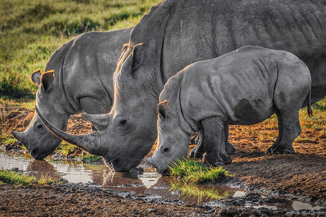 viajes uganda santuario rinoceronte ziwa 16