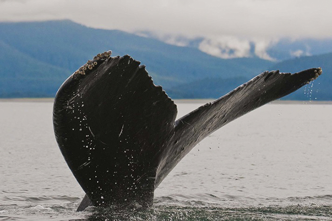 viajes alaska ballena