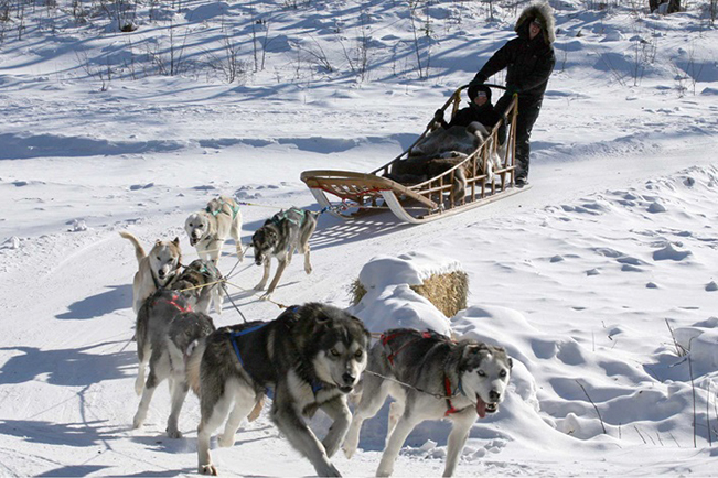 viajes alaska trineo huskies