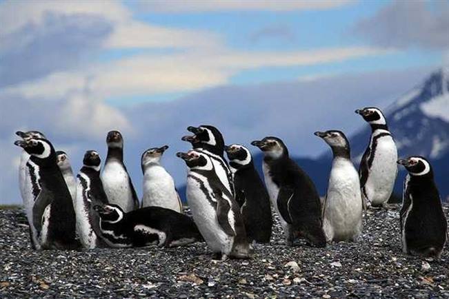 viajes argentina pinguinos 02