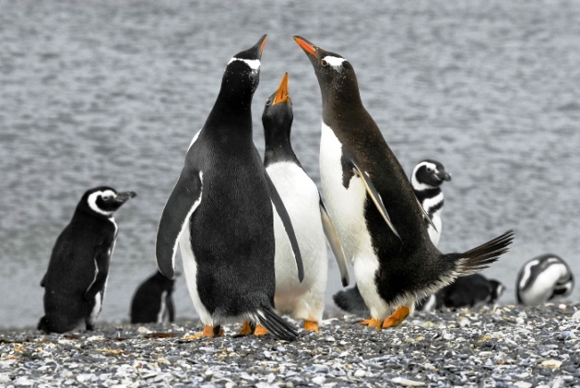viajes argentina ushuaia pingüinos