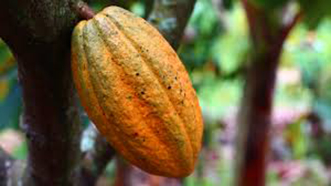 viajes brasil planta cacao