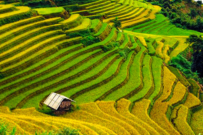 viajes vietnam terrazas arroz
