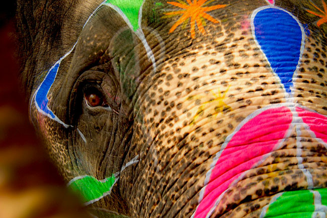 viajes india eleday elefante