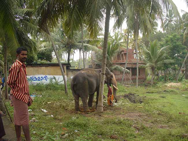 viajes india sur elefante 1