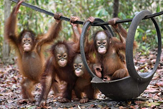 viajes indonesia orangutan 331