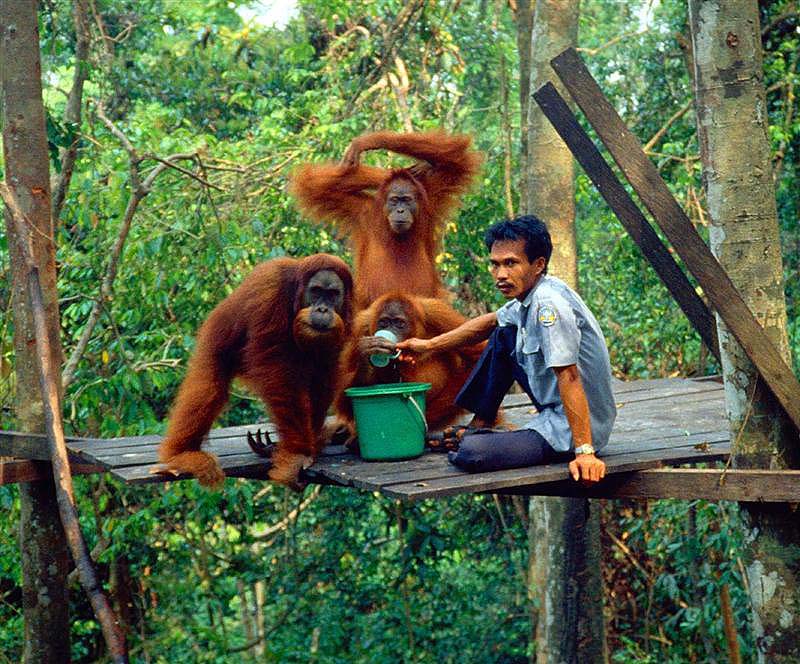 viajes indonesia sumatra orangutan bukit lawang