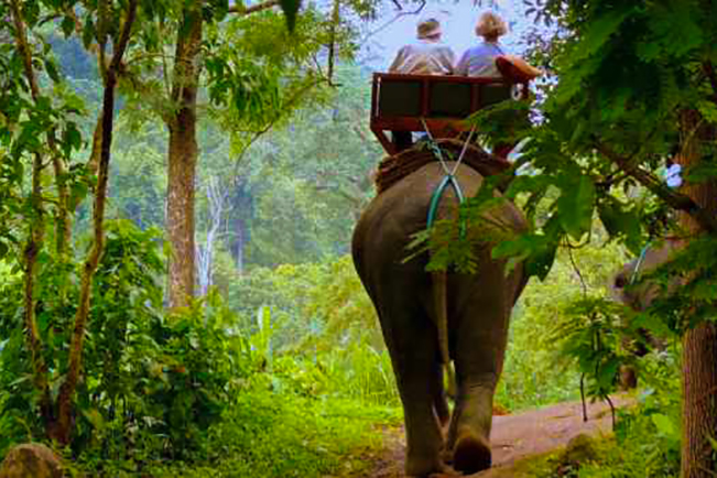 viajes tailandia chiang mai campamento elefantes