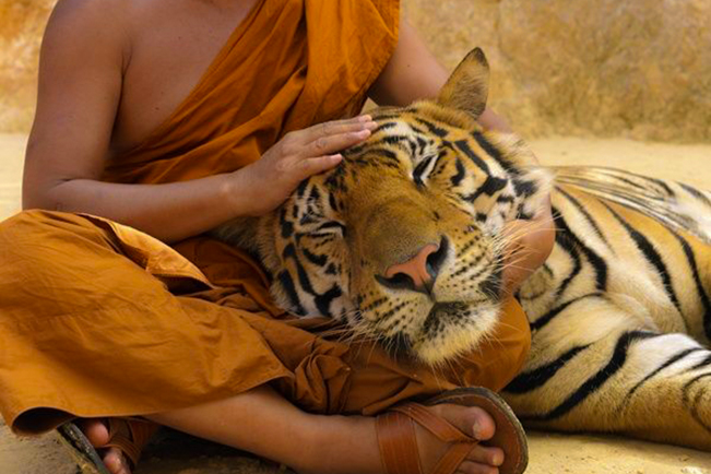 viajes tailandia chiang mai reino tigres