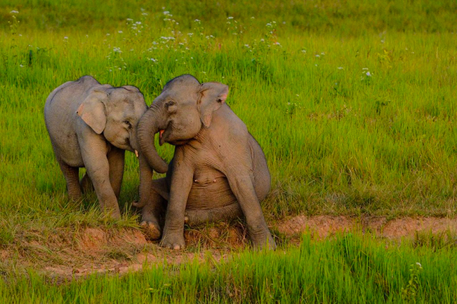viajes tailandia elefantes
