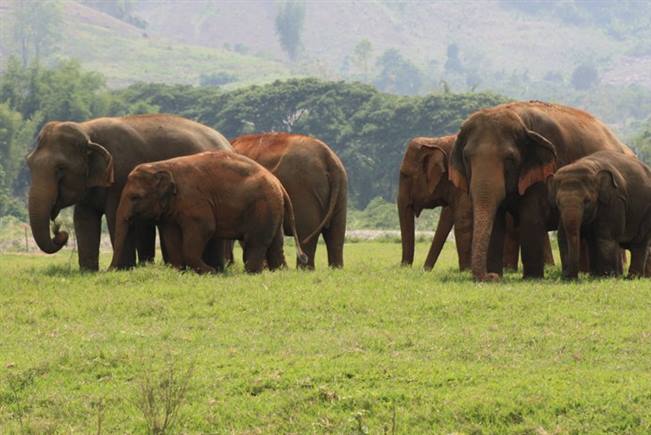 viajes tailandia parque natural elefantes chiang mai