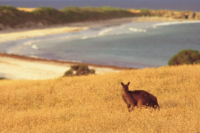 viajes australia kangaroo Island Adelaide