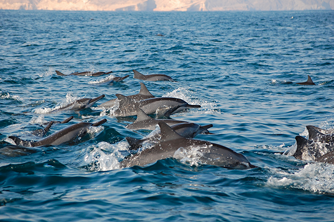 viajes oman delfines mascat