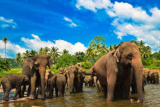 Viajes a Sri Lanka 2023: Viaje a Sri Lanka y Maldivas