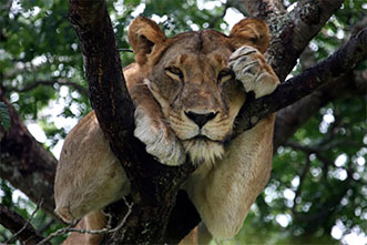 Viajes Uganda Fin de Año y Navidad 2022: Viaje Safari Gorila Trekking 14 días Fin de Año 2022