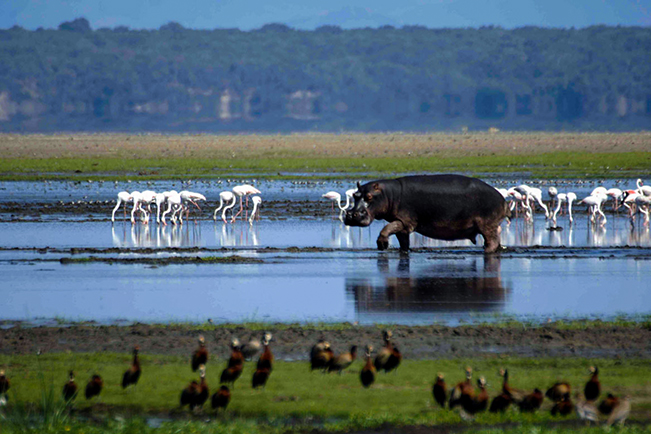viajes sudafrica isimangaliso hipopotamo