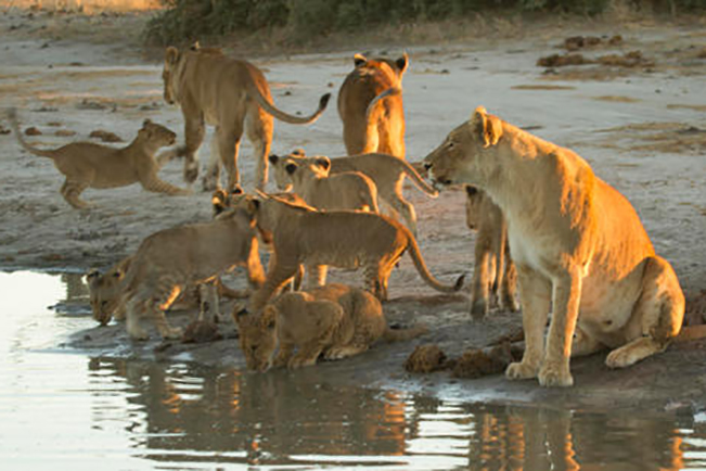 viajes botswana manada leones