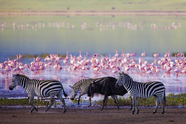 viajes kenia crater ngorongoro cebras