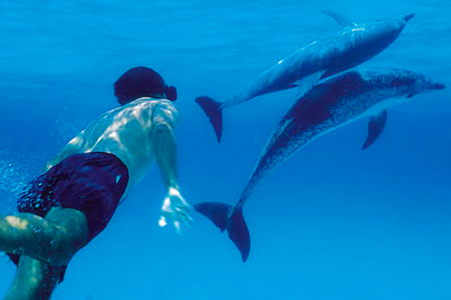 viajes kenia nadar con delfines