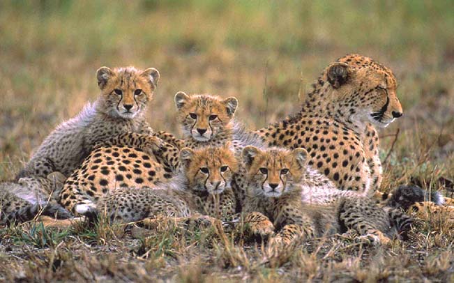 viajes kenia tanzania serengeti guepardo