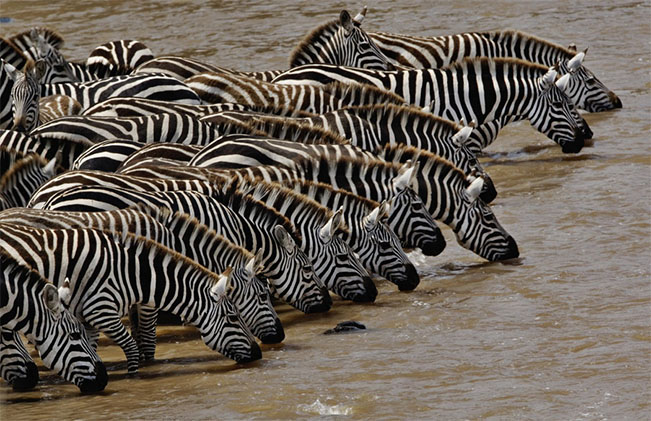 Viajes Kenia Tanzania Zanzíbar Safari 2022