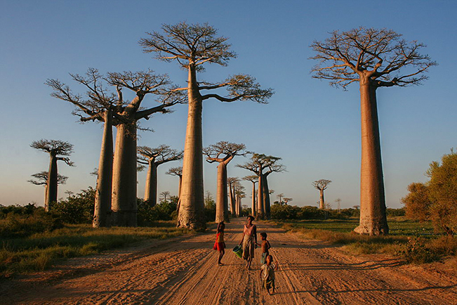 viajes madagascar avenida baobabs