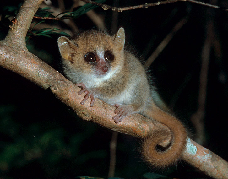 viajes madagascar lemur Microcebus 1