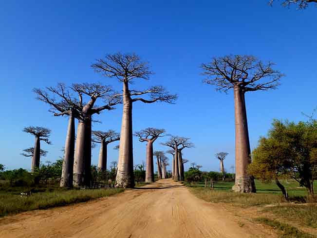 viajes madagascar morondava avenida baobab