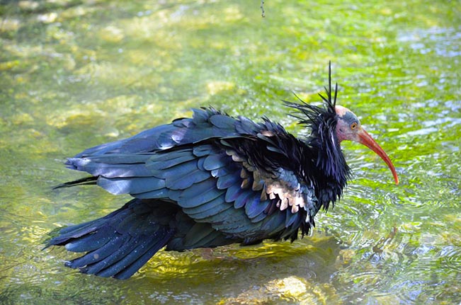 viajes marruecos ibis calvo