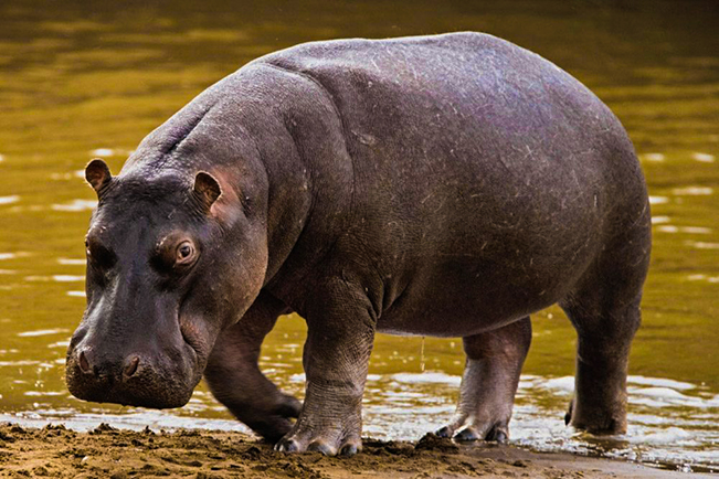 viajes uganda kazinga hipopotamo