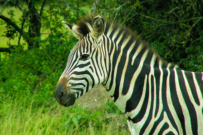 viajes uganda mburo parque nacional