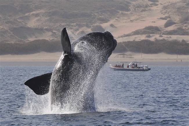 viajes argentina avistaje de ballenas