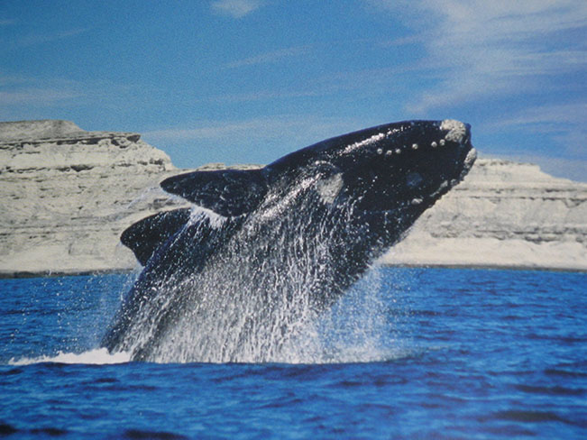 viajes argentina madryn ballena